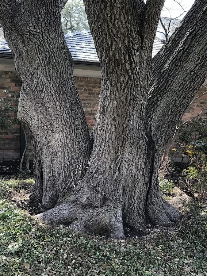 Mature heritage tree close to a Nanticoke property cared for by certified arborists